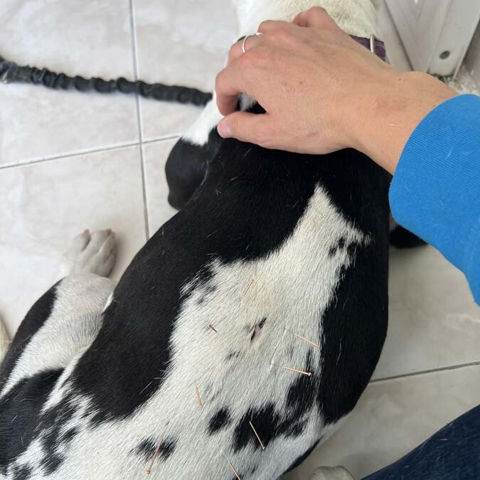 Acupuntura y Medicina China para mascotas
