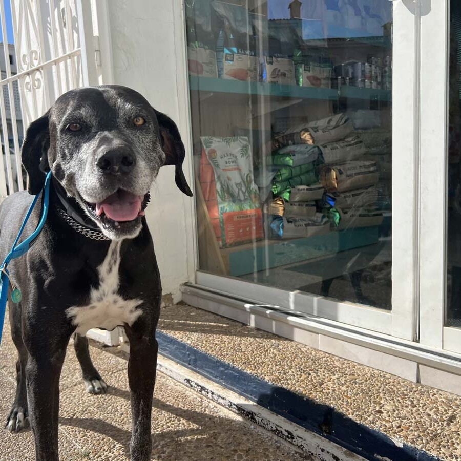 Acupuntura y Medicina China para mascotas